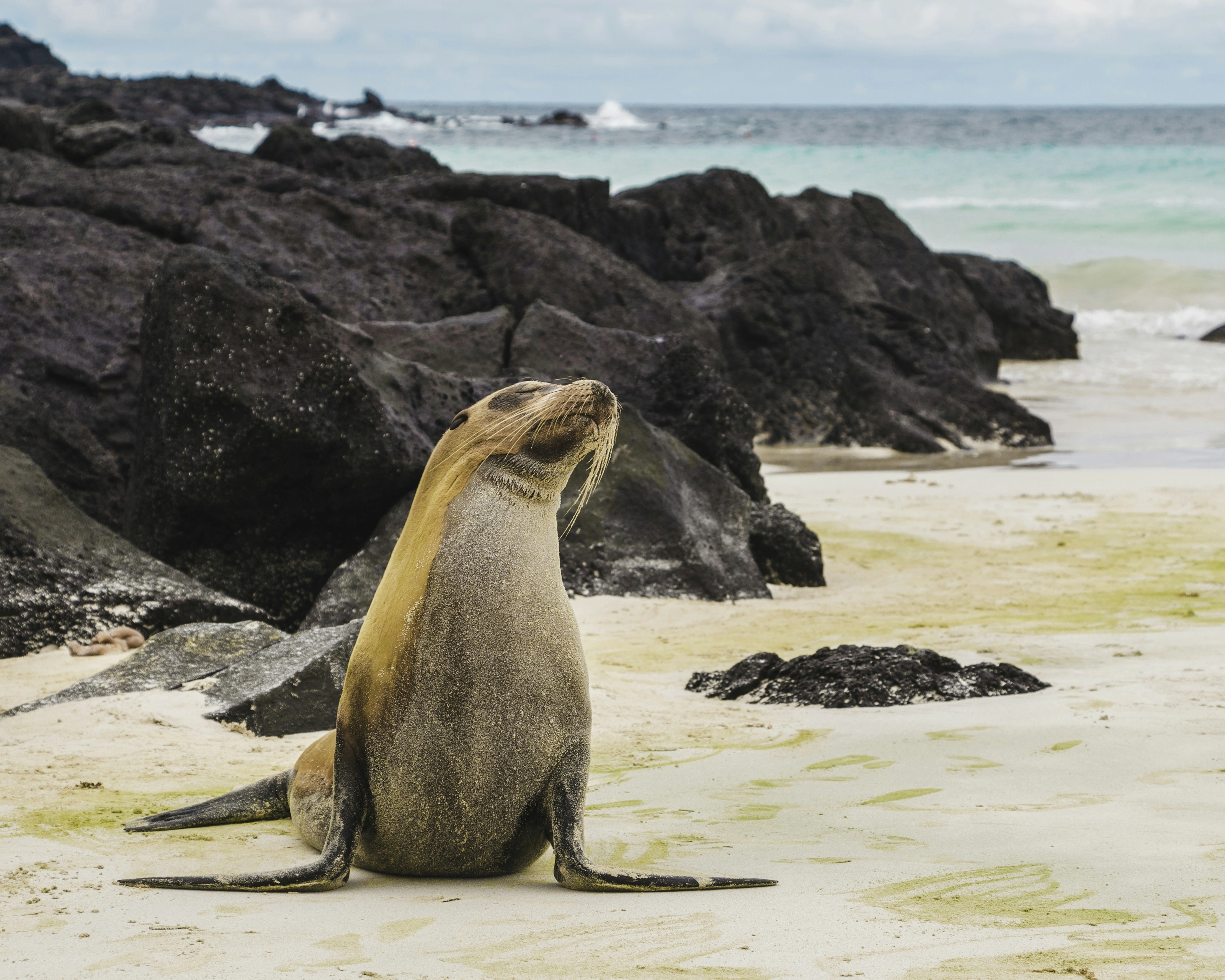 Isla Baltra, Galápagos