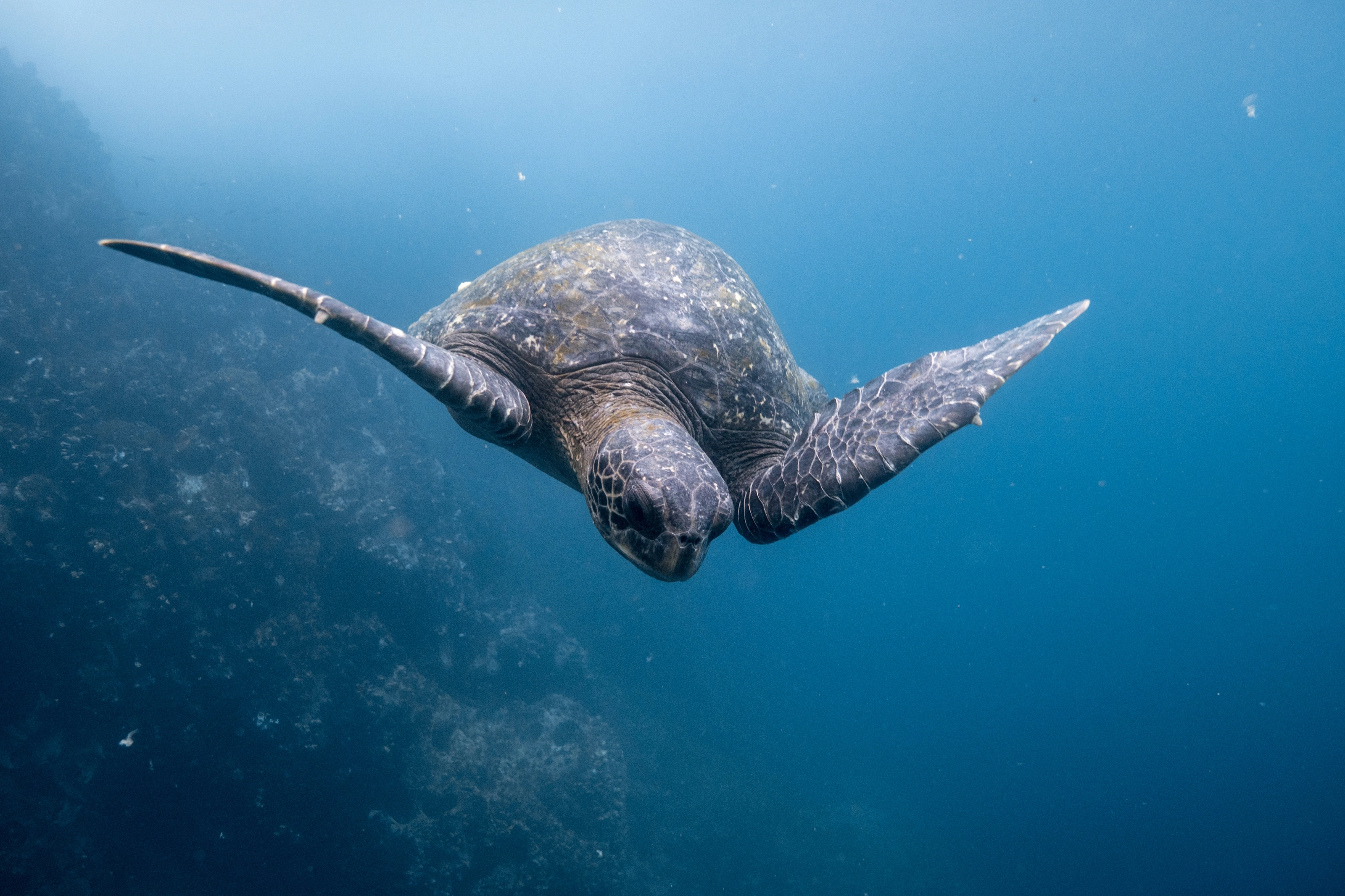 Tortue de mer nageant dans les eaux des Galápagos