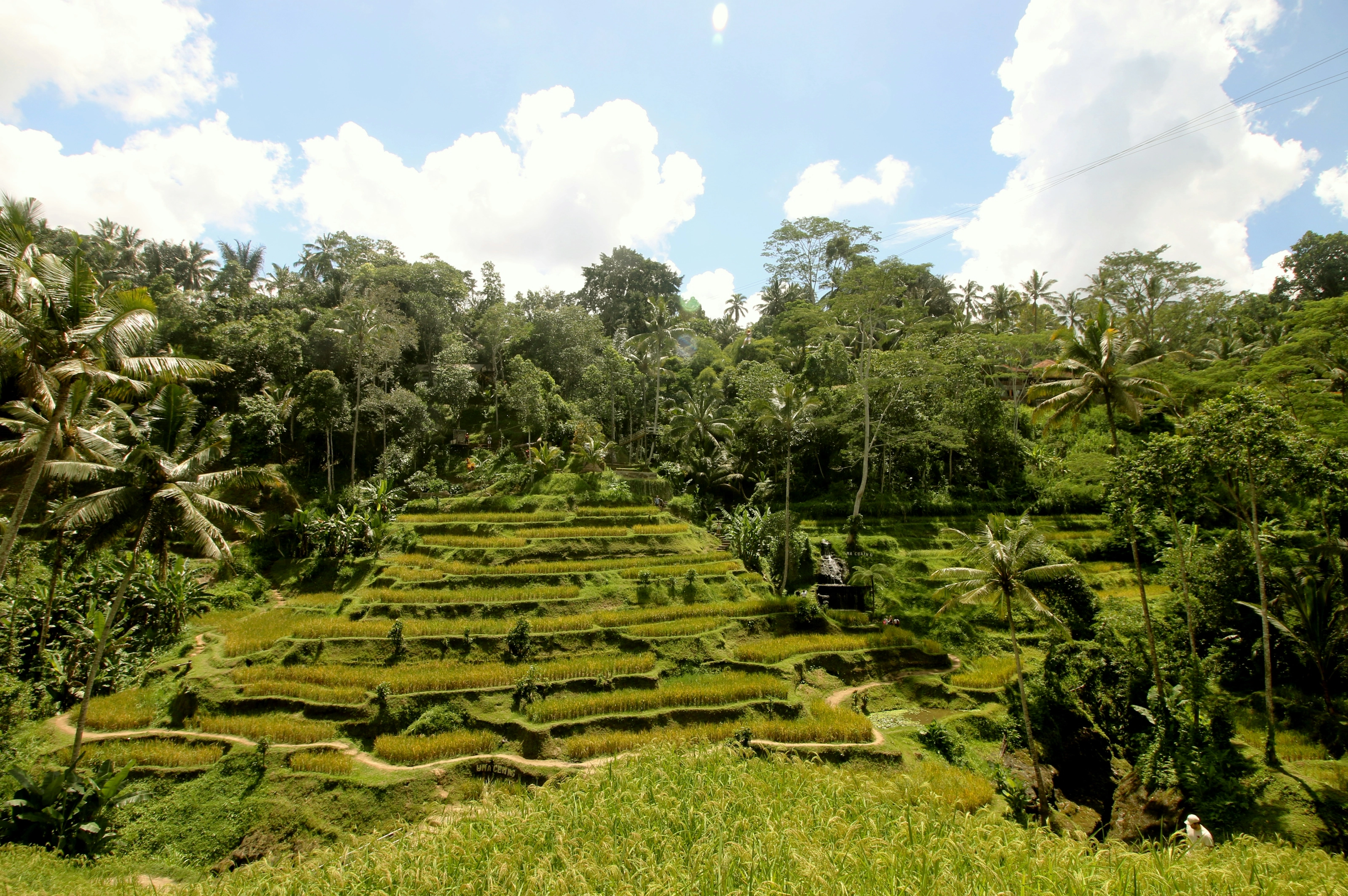Rizières en terrasses verdoyantes bordées de palmiers sous un ciel bleu près d'Ubud, Bali