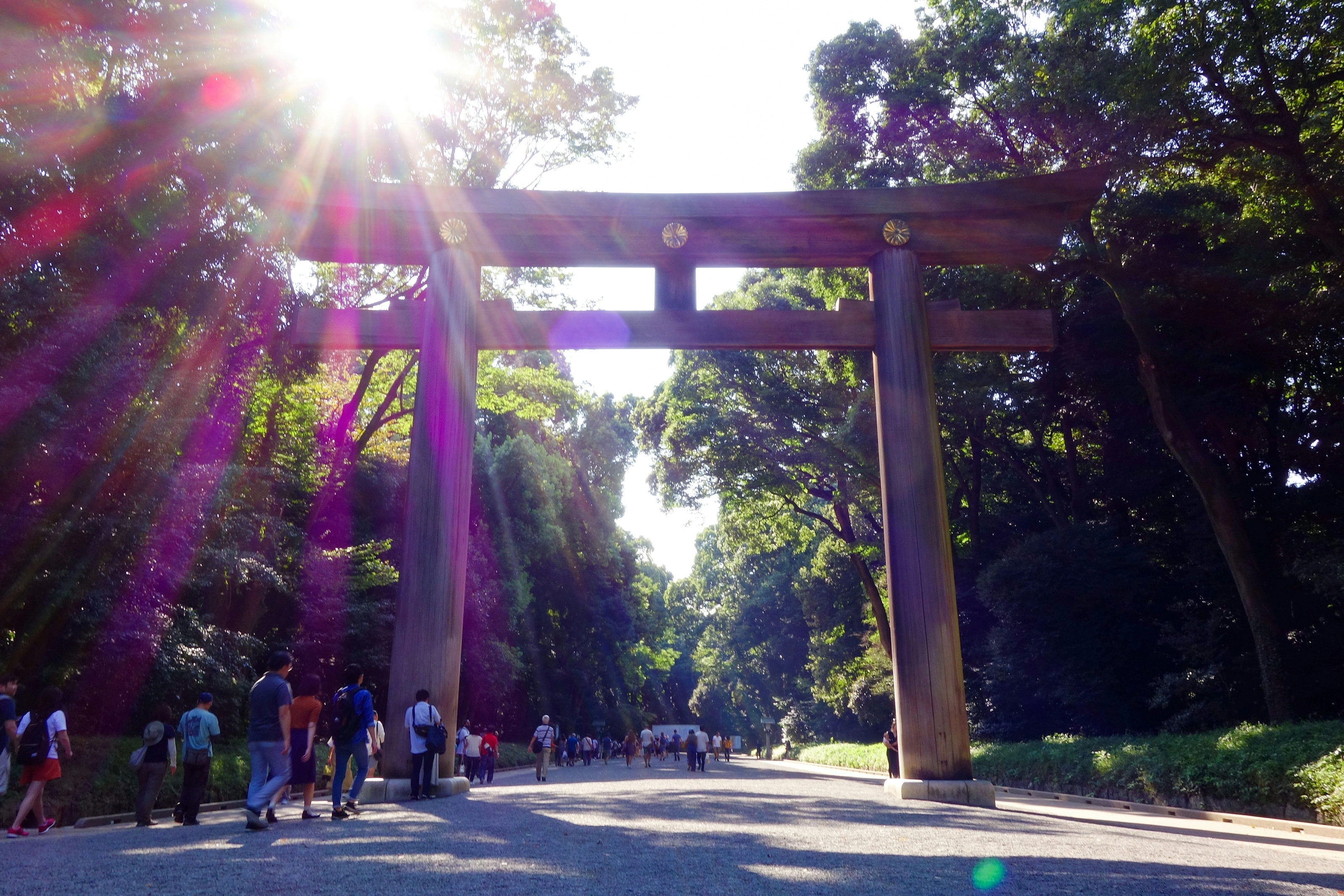 Torii en bois du sanctuaire Meiji Jingu, Tokyo, traversé par la lumière du soleil
