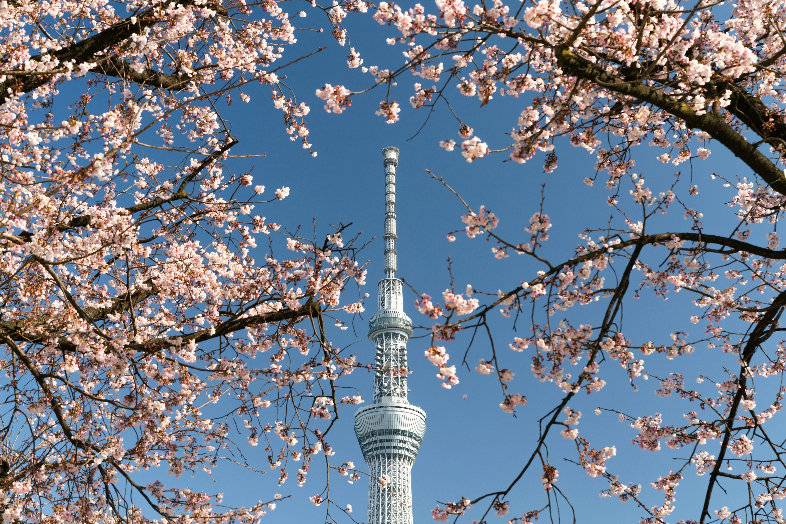 Fleurs de cerisier (sakura) encadrant la Tokyo Skytree au printemps