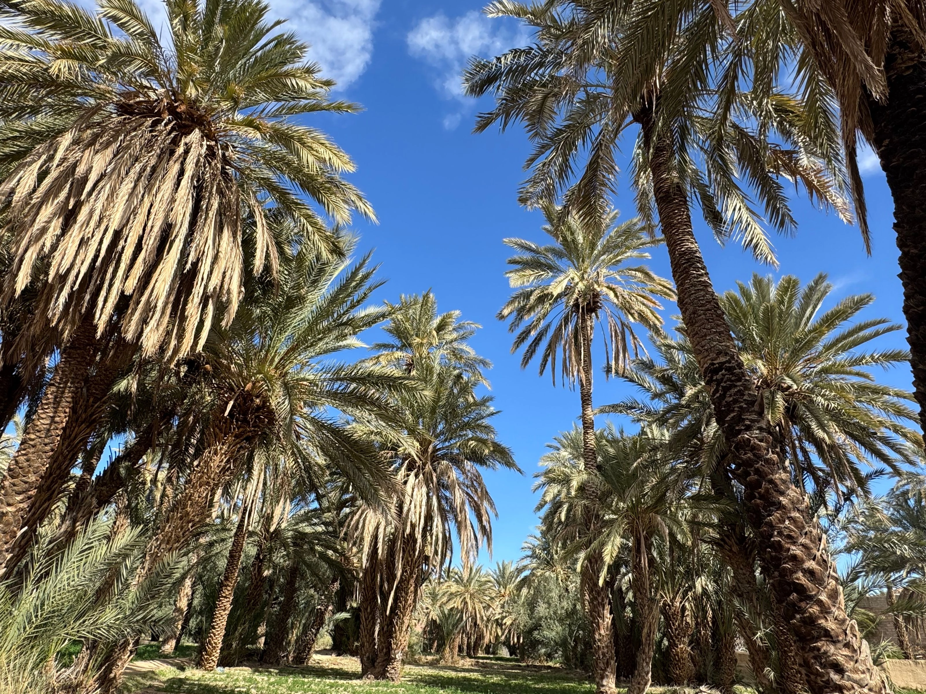 Palmeraie de Tozeur