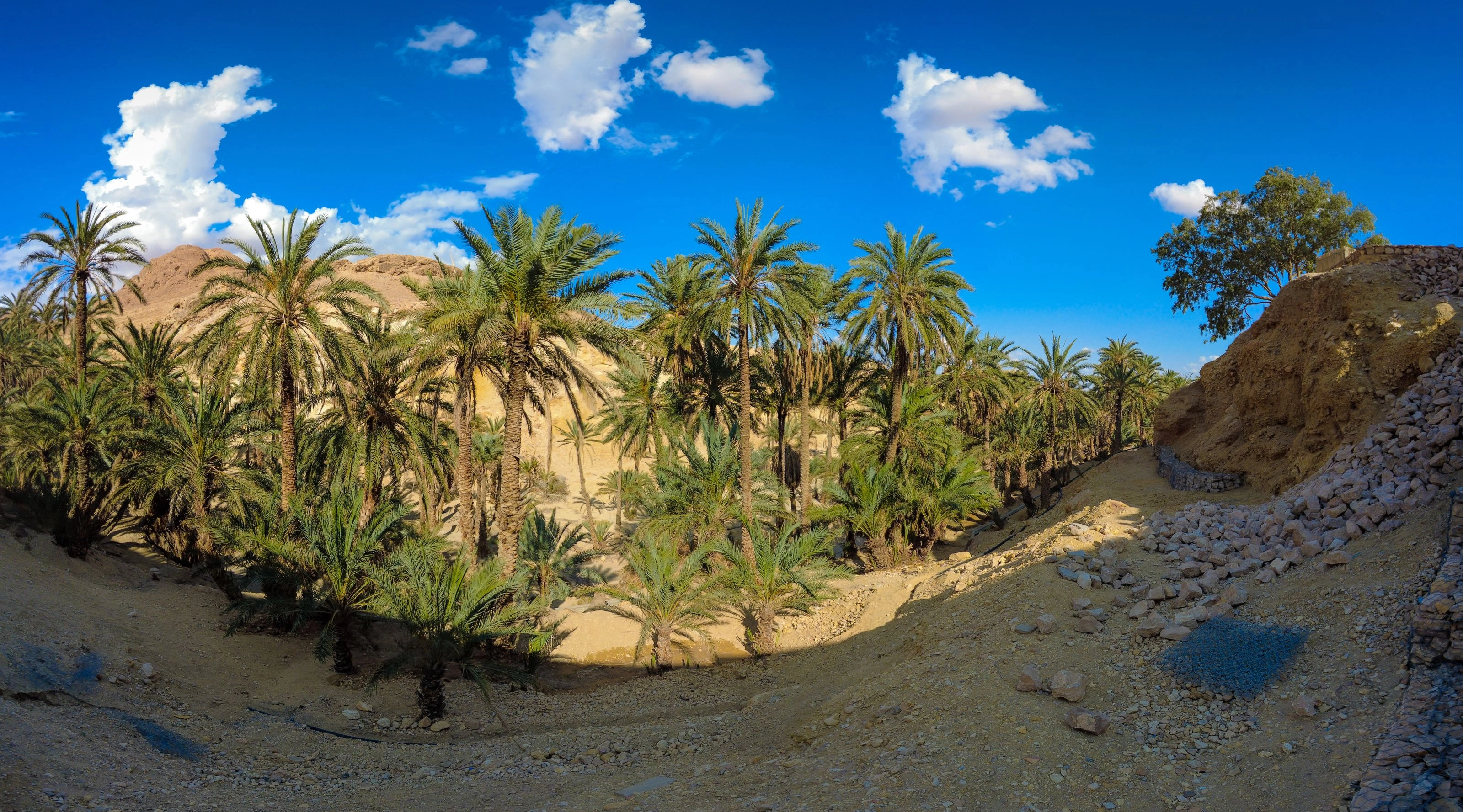 Oasis et canyon de palmiers près de Tozeur