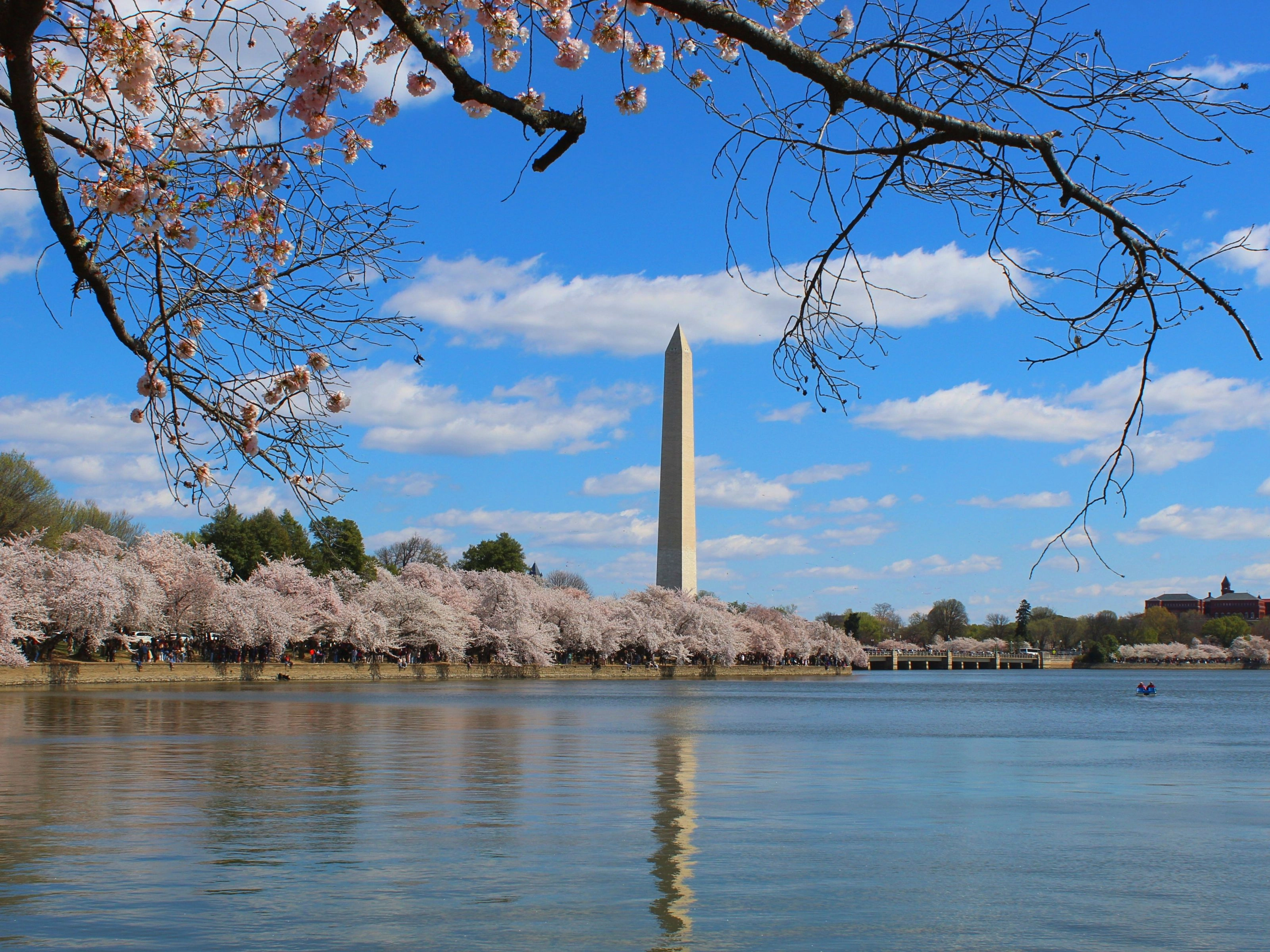 Washington Monument entouré de cerisiers en fleurs