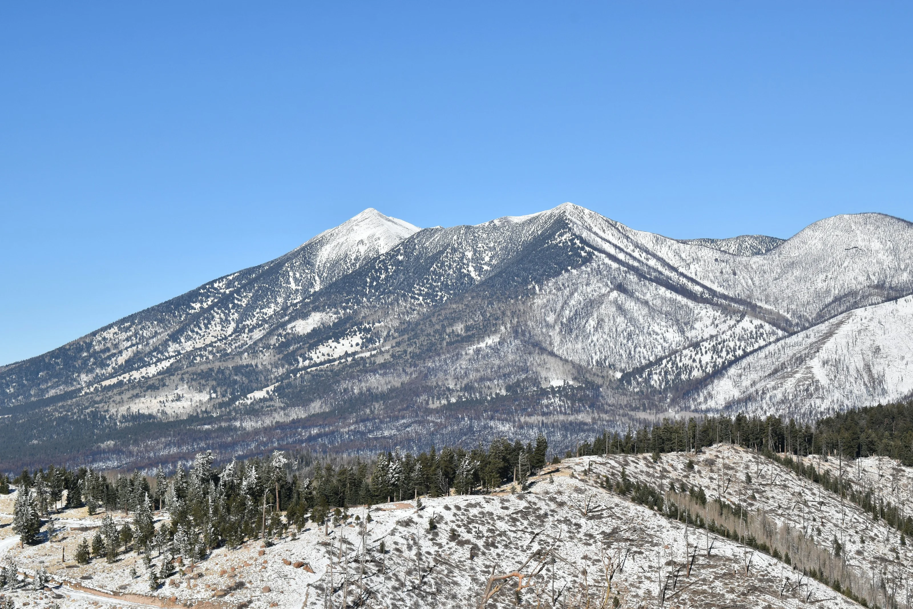 Snow-covered San Francisco Peaks seen from a ponderosa pine ridge near Flagstaff