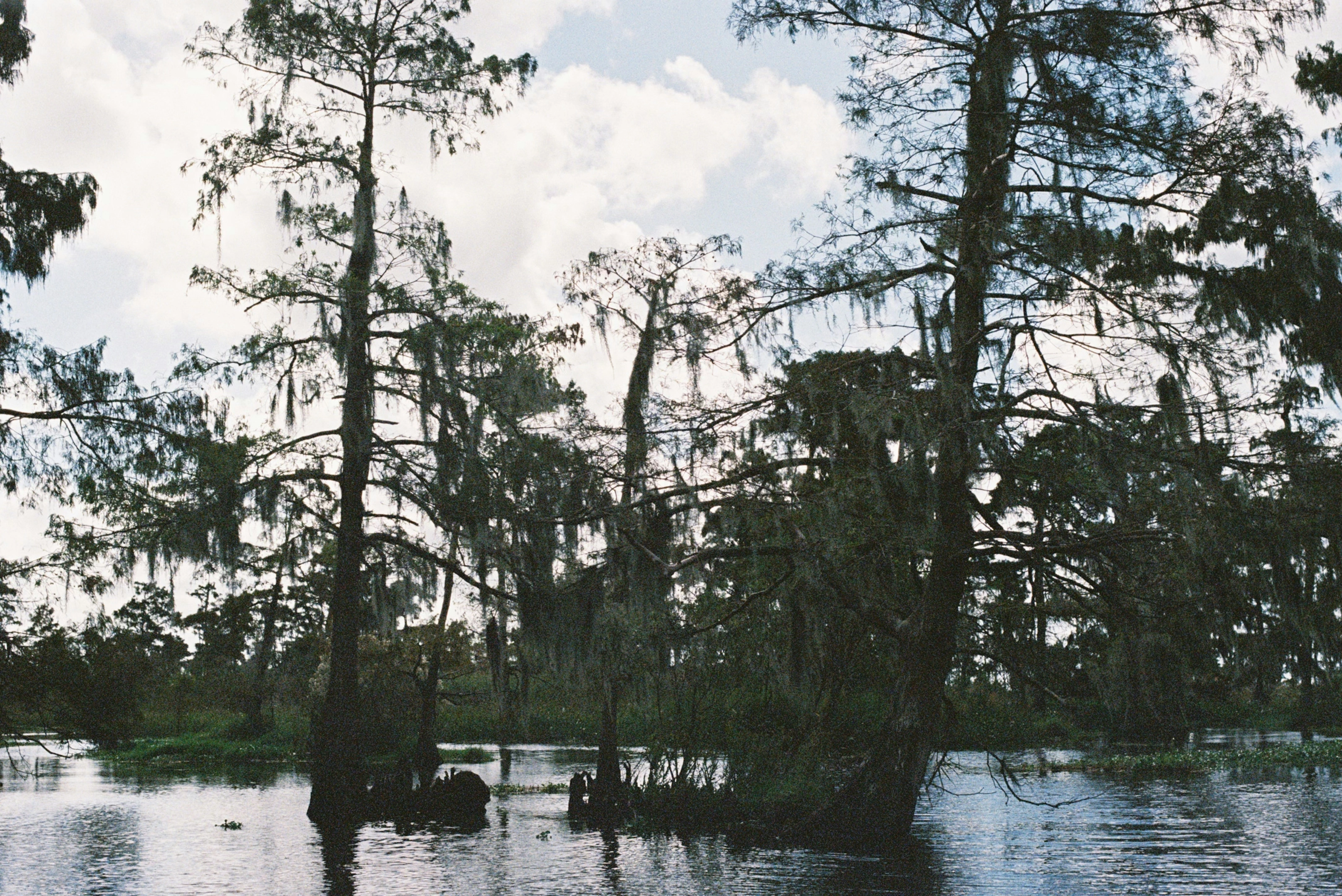 Bayou de Louisiane, cyprès et mousse espagnole au coucher du soleil