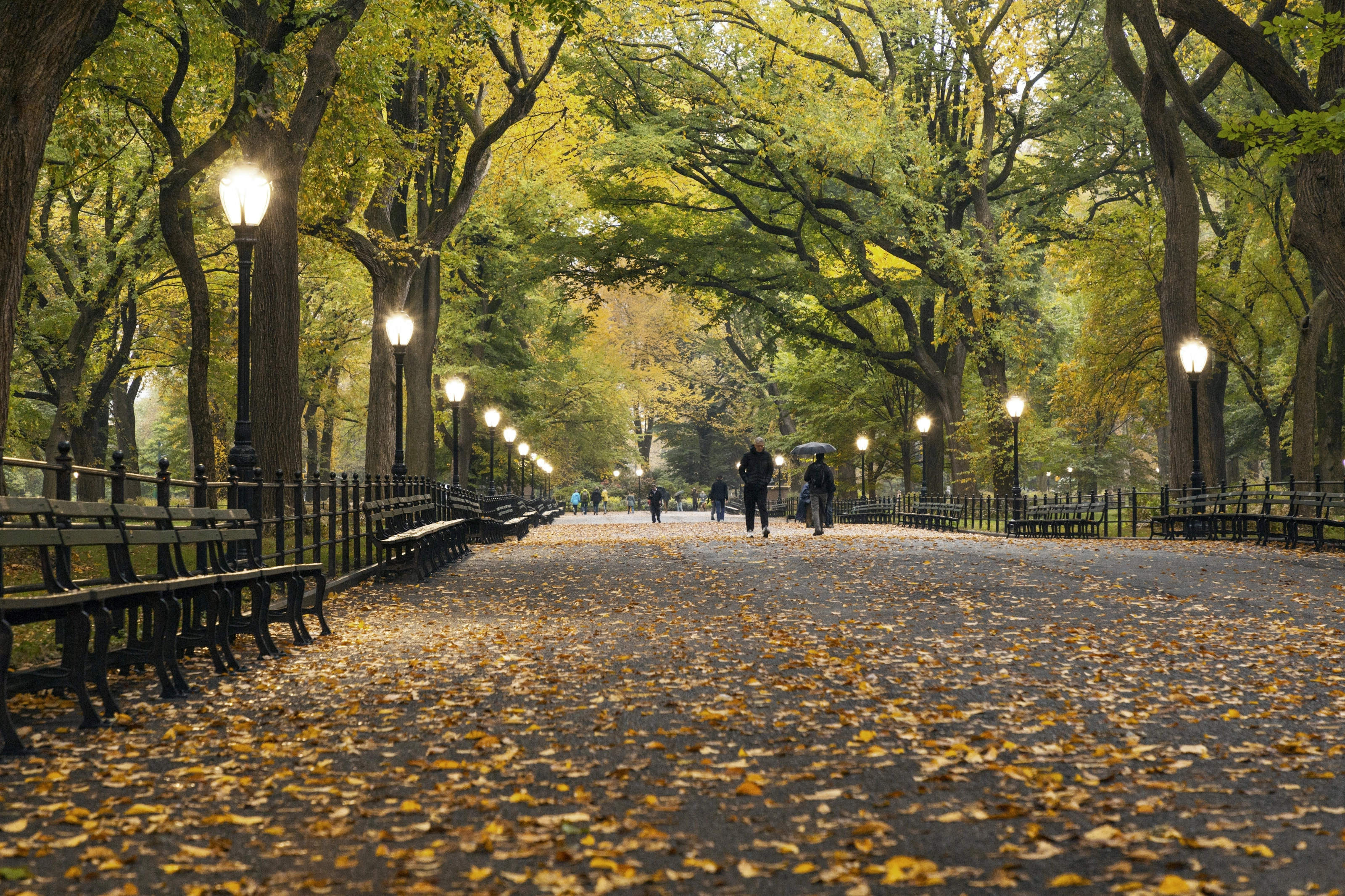 Allée de Central Park bordée d'arbres aux couleurs d'automne, New York
