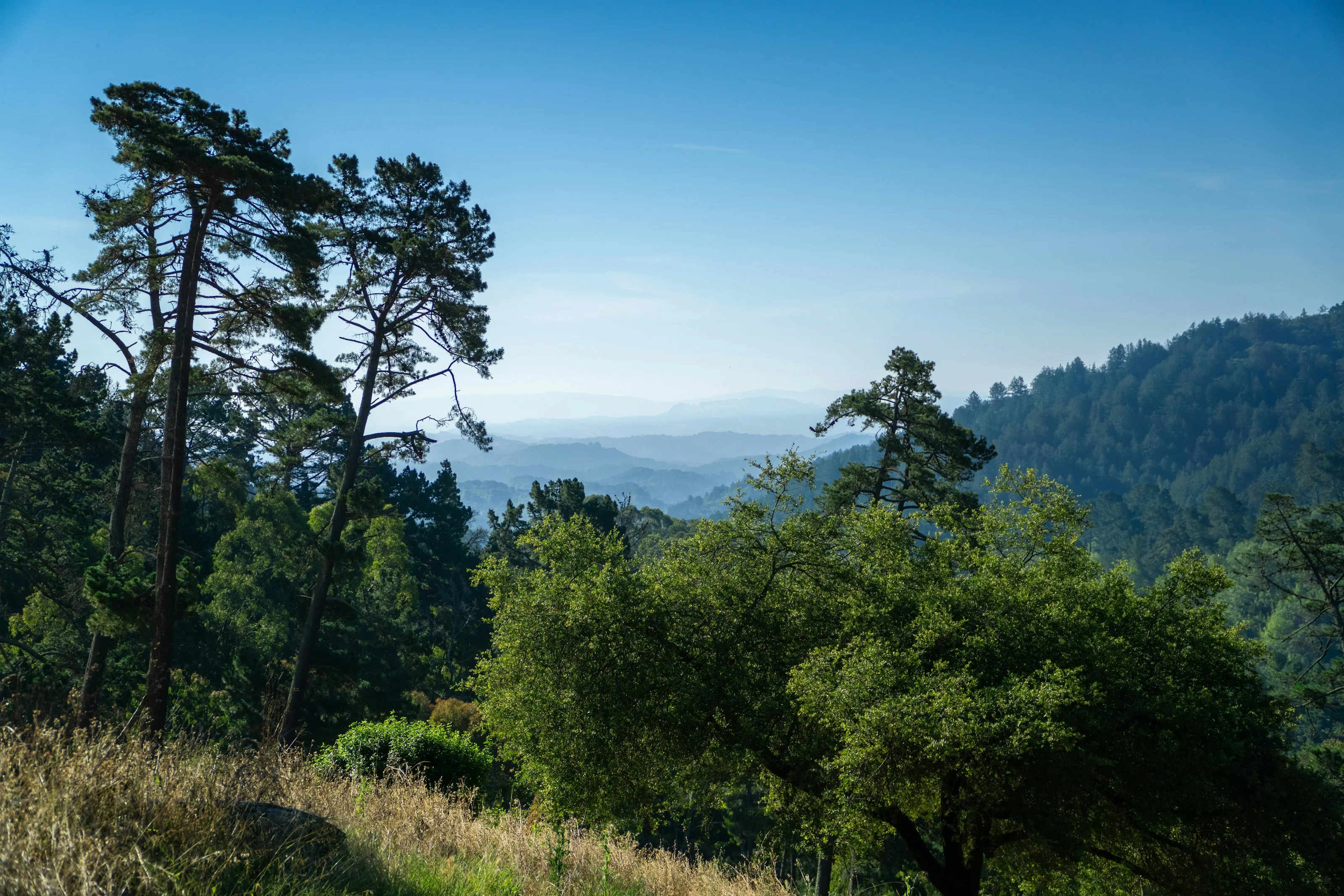 Misty view over the redwood-covered hills near Oakland
